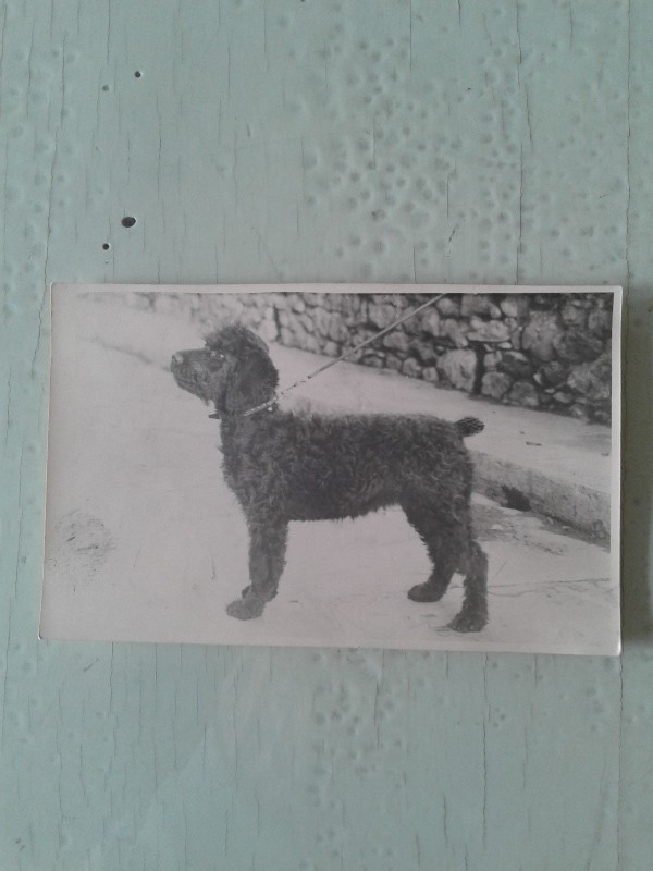Cartoline bianco e nero vintage /cane