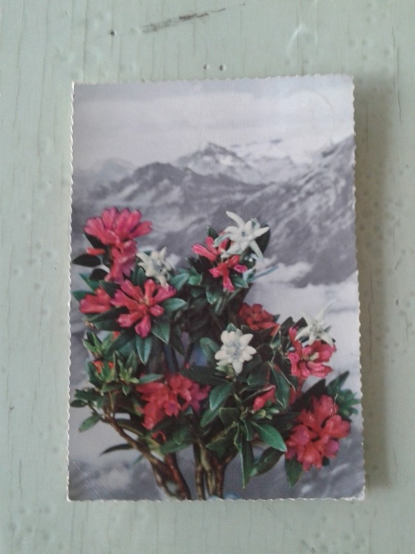 Cartoline