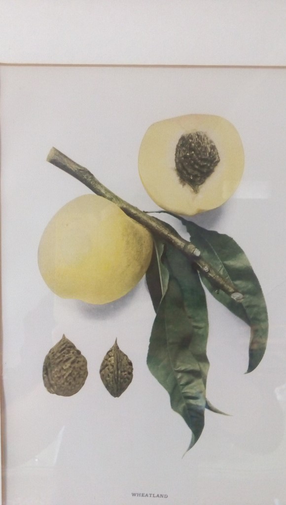 Stampa 38x49h
