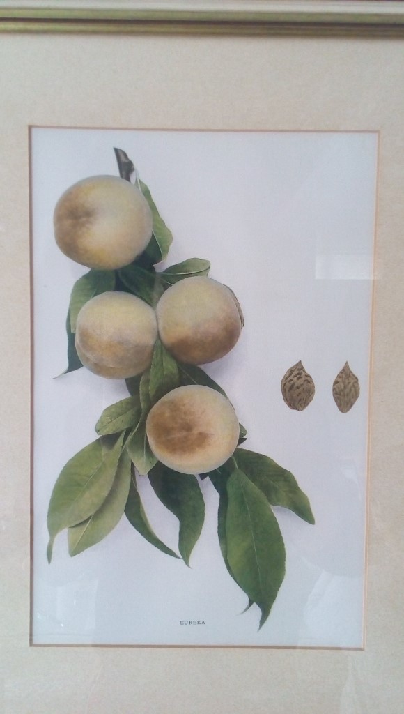 Stampa 38x49h