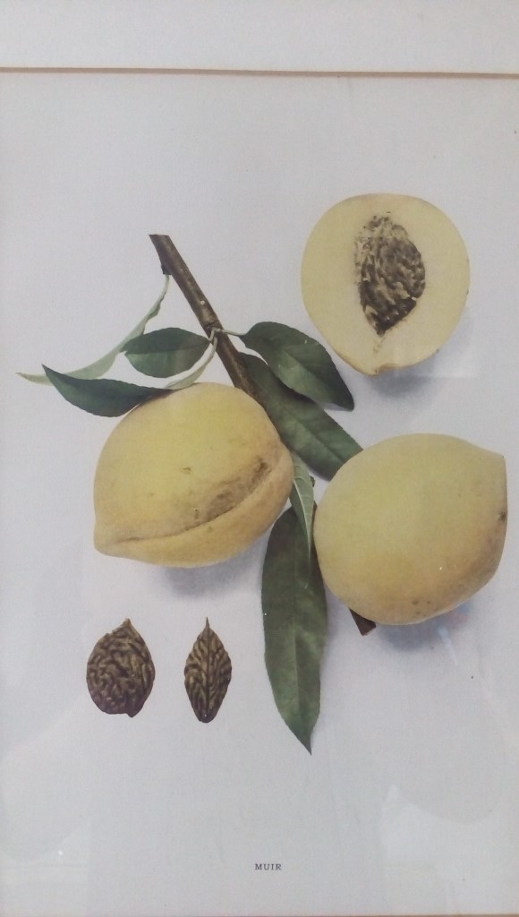 Stampa 38x49h